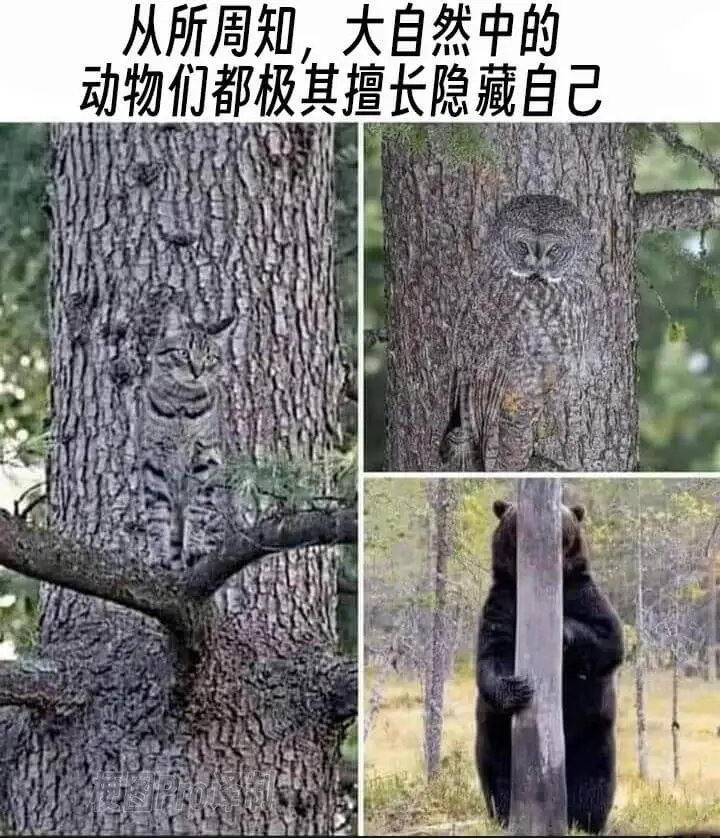 从所周知，大自然中的动物们都极其擅长隐藏自己