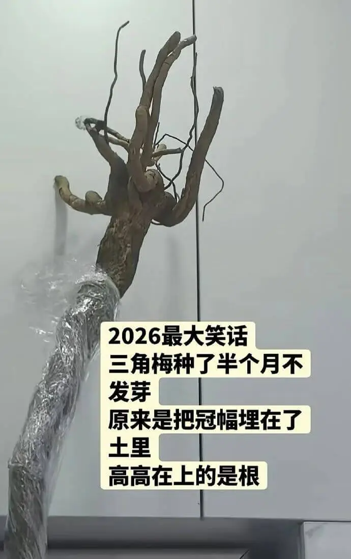 2026最大笑话：三角梅种了半个月不发芽，原来是把冠幅理在了