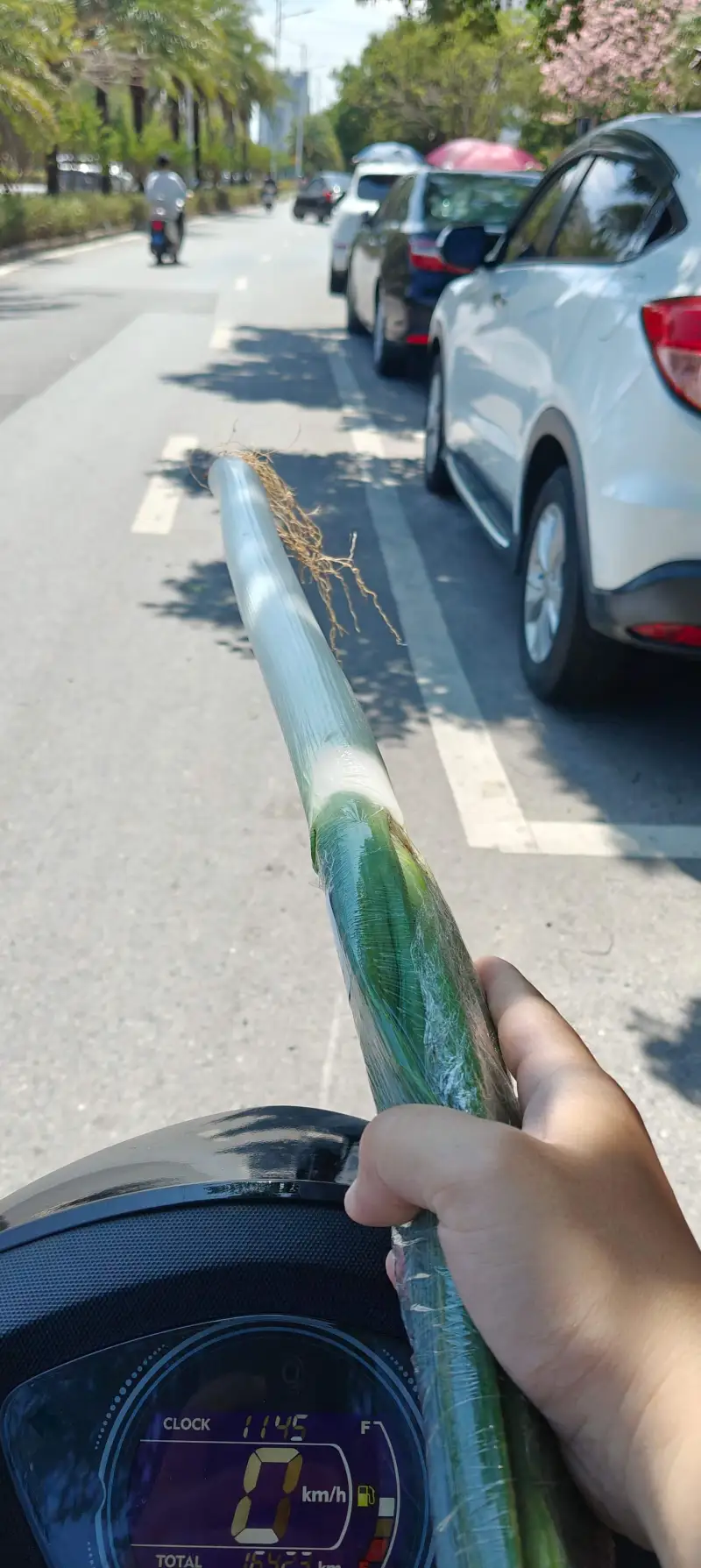 哪个男人能拒绝一根如此笔直的葱