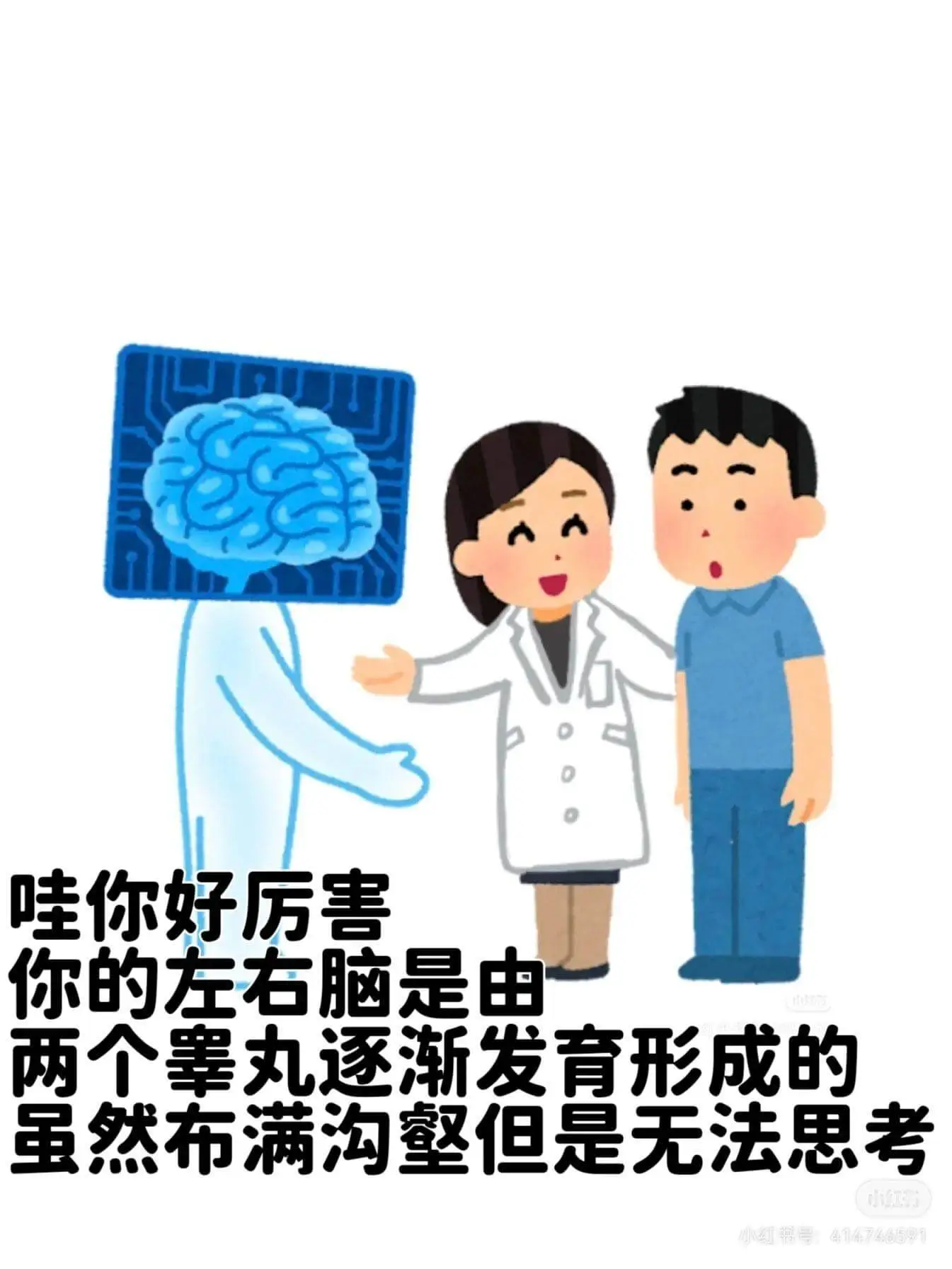 哇,你好厉害!你的左右脑是由两个睾丸逐渐发育形成的。虽然布满