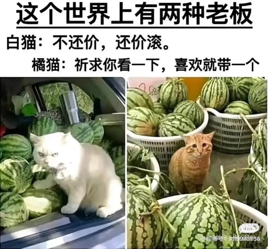 这个世界上有两种老板：白猫：不还价，还价滚。橘猫：祈求你看一