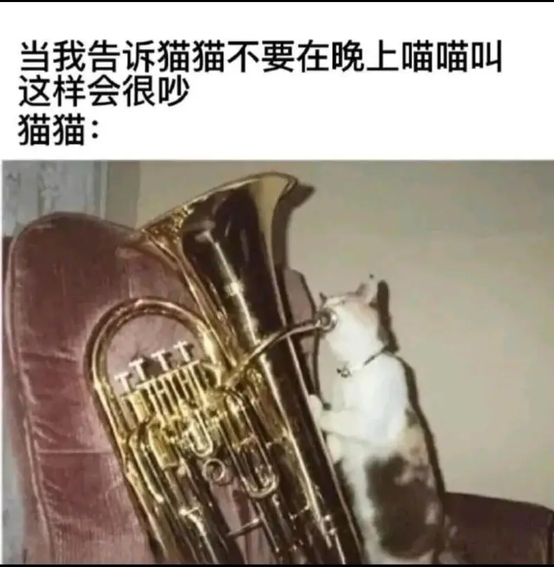 当我告诉猫猫不要在晚上喵喵叫，这样会很吵。猫猫: