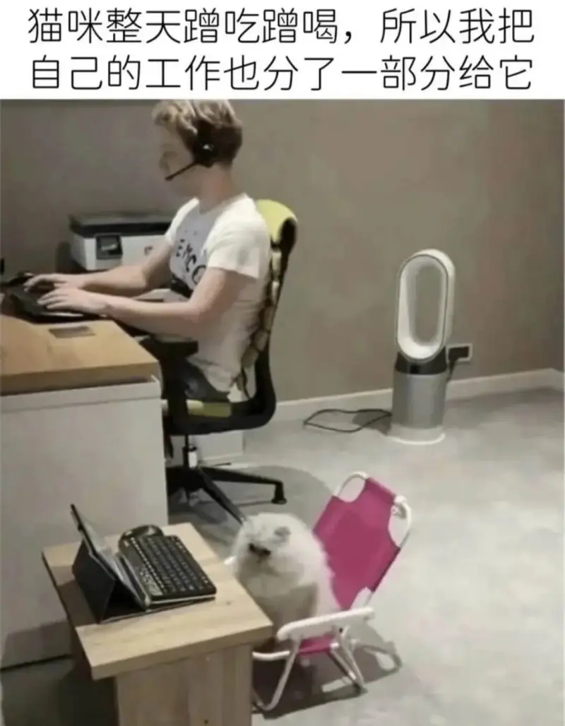 猫咪整天蹭吃蹭喝，所以我把自己的工作也分了一部分给它