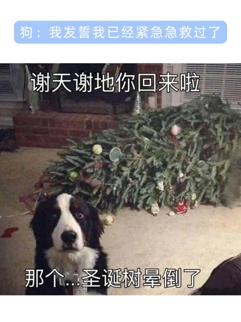 狗：我发誓我已经紧急急救过了谢天谢地你回来啦那个圣诞树晕倒了