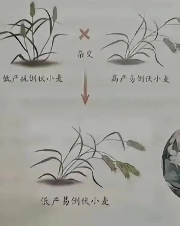梗图