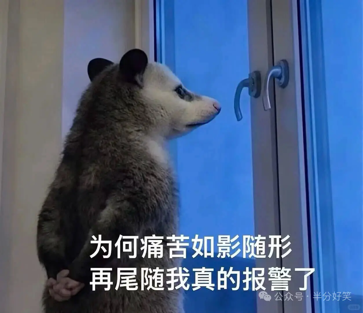 负鼠还是那么权威，字字句句戳心窝，越戳越疼😭