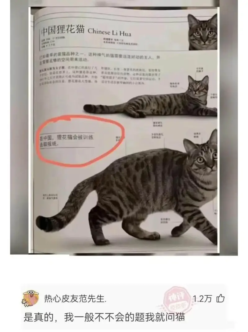 中国狸花猫ChineseLiHua在中国，狸花猫会被训练EM