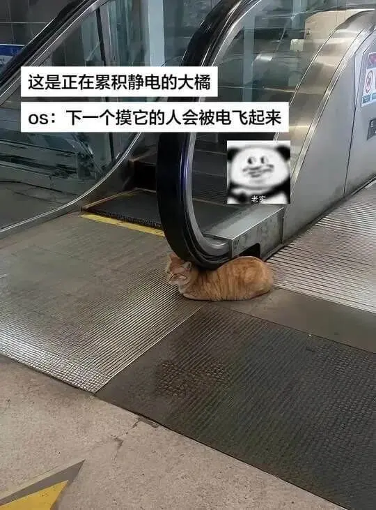 这是正在累积静电的大橘。OS：下一个摸它的人会被电飞起来。