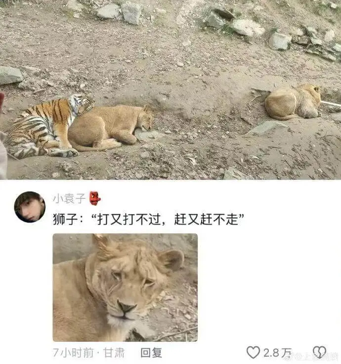 小袁子狮子：“打又打不过，赶又赶不走。”7小时前：甘肃回复0