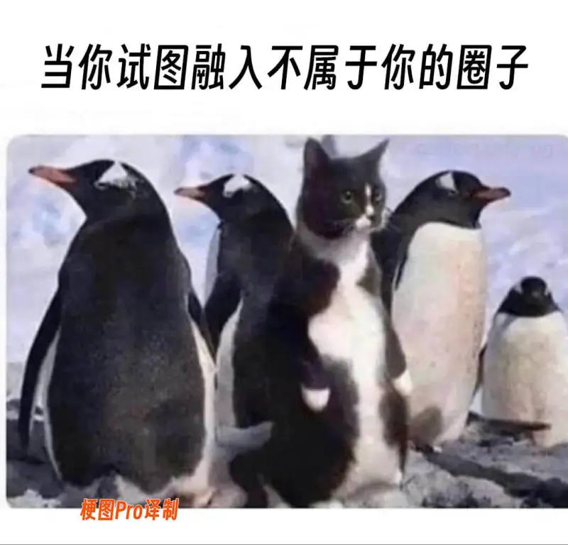 当你试图融入不属于你的圈子，梗图Pro译制