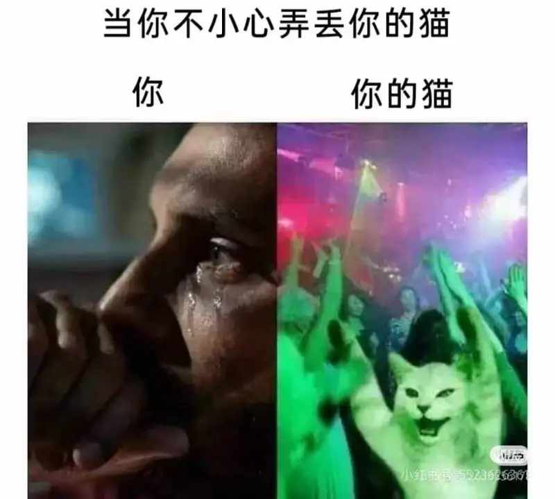 当你不小心弄丢你的猫你你的猫小红书号:552362536