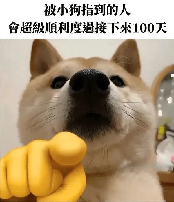 被小狗指到的人會超级顺利度过接下来100天