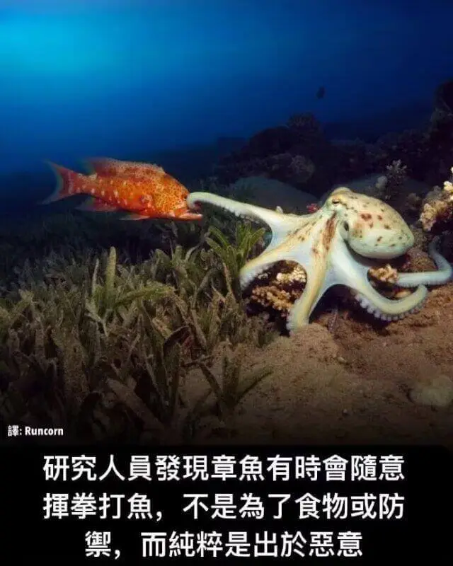 章鱼拳击大师belike
