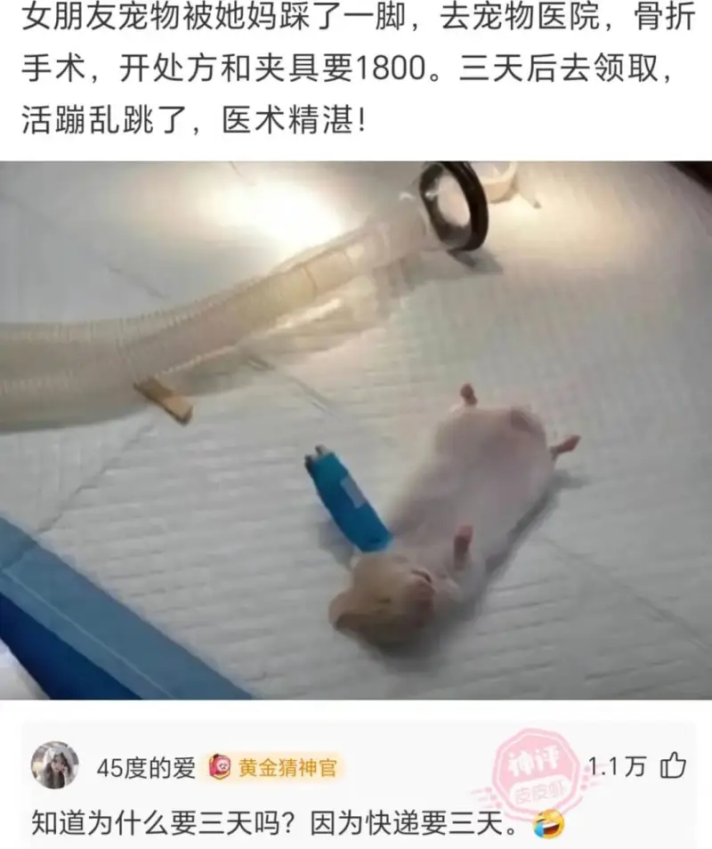 女朋友宠物被她妈踩了一脚，去宠物医院，骨折手术，开处方和夹具