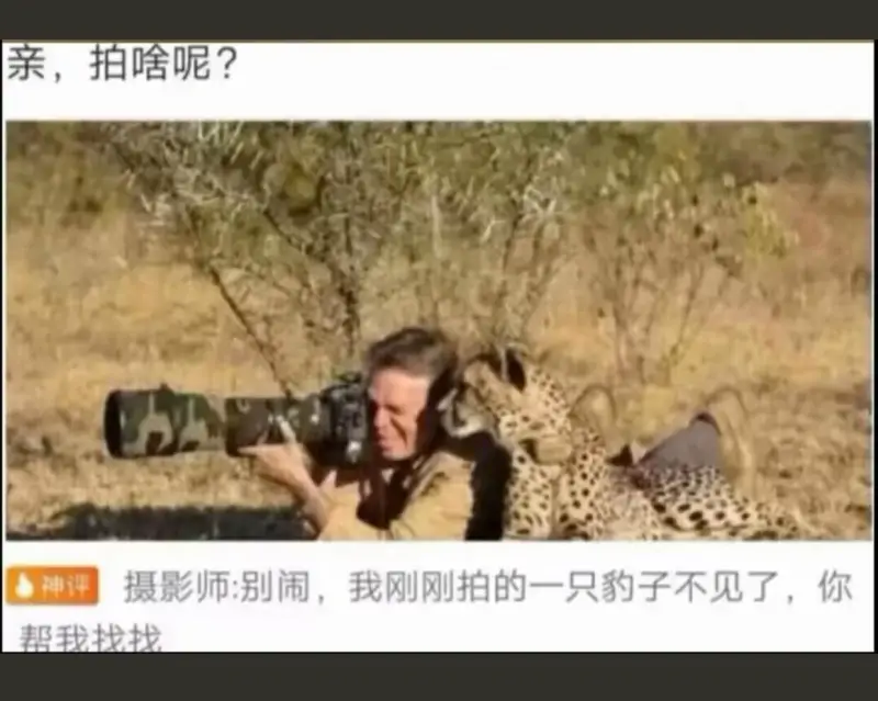 亲，拍啥呢？神评摄影师：别闹，我刚刚拍的一只豹子不见了，你帮