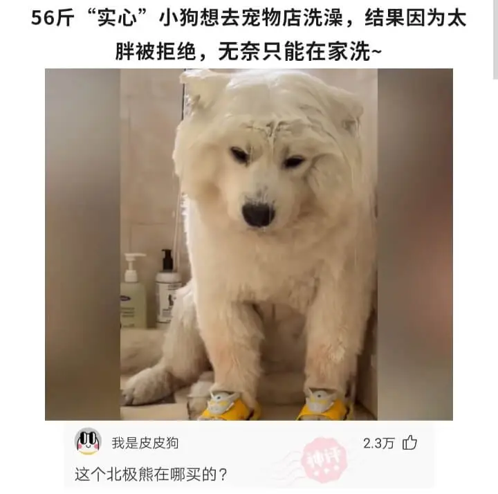 56斤“实心”小狗想去宠物店洗澡，结果因为太胖被拒绝，无奈只