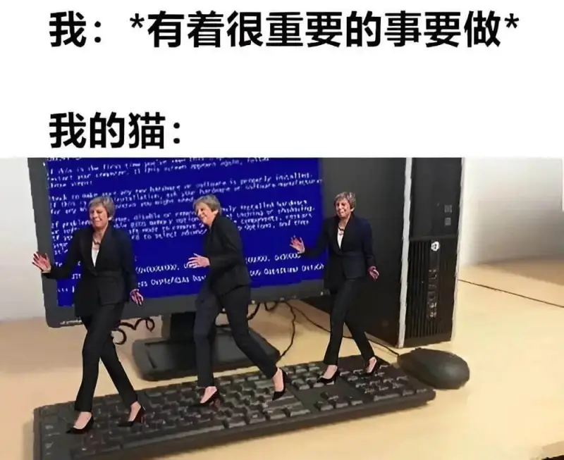 我：有看很重要的事要做。我的猫：ntwturtonr.lor