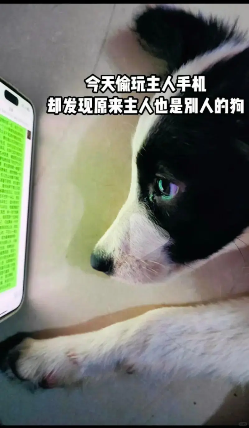 今天偷玩主人手机却发现原来主人也是别人的狗