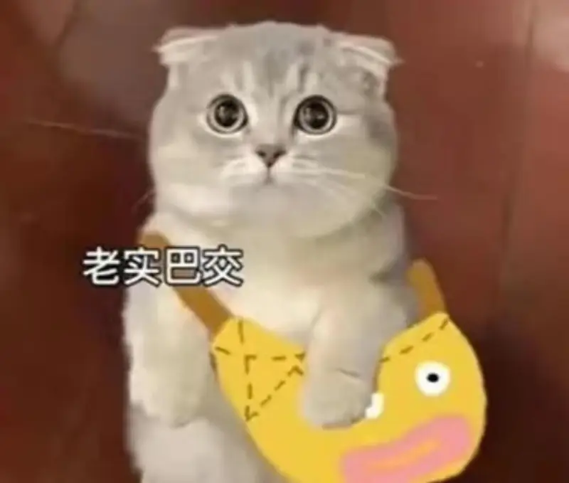 老实巴交