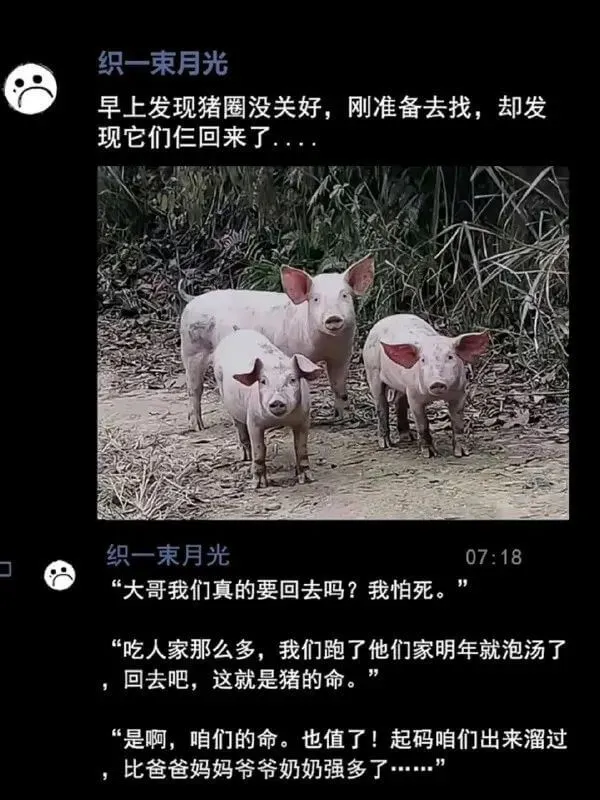 织一束月光早上发现猪圈没关好，刚准备去找，却发现它们回来了。